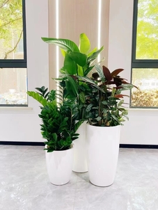 余姚植物租摆，轻松营造温馨舒适的室内环境